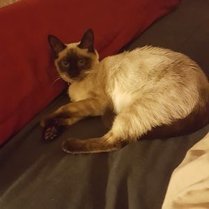 Meet your Posher, Carrie